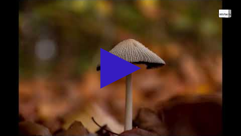 Link 13 november 2022